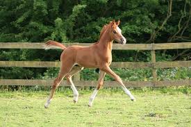 Arab Foals